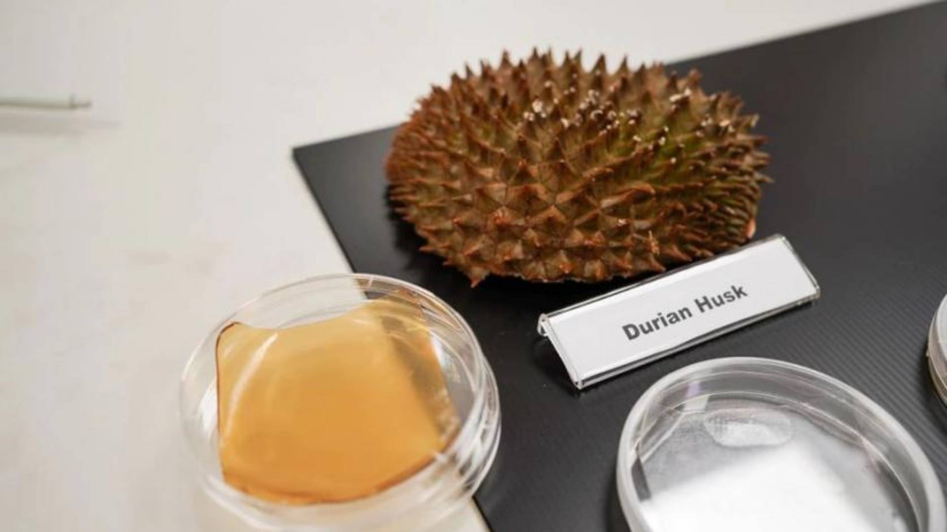  Durian husk and petri dish containing cellulose hydrogel sheet made out of durian husk with yeast phenolics are seen in Singapore September 16, 2021. (Reuters)